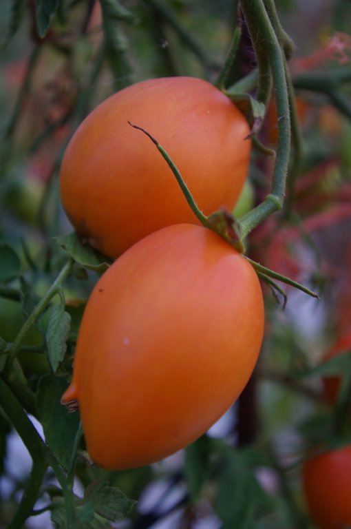 Sibirische orange