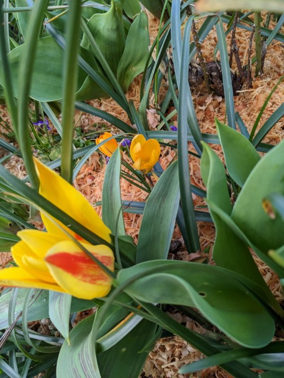 tulipe crocus.jpg